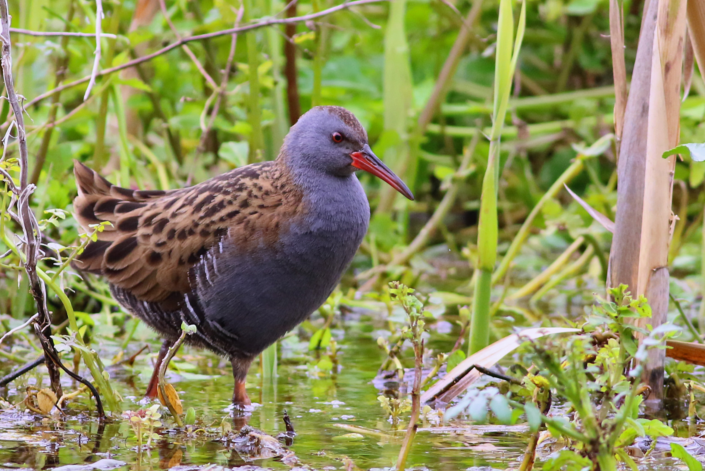 Water Rail